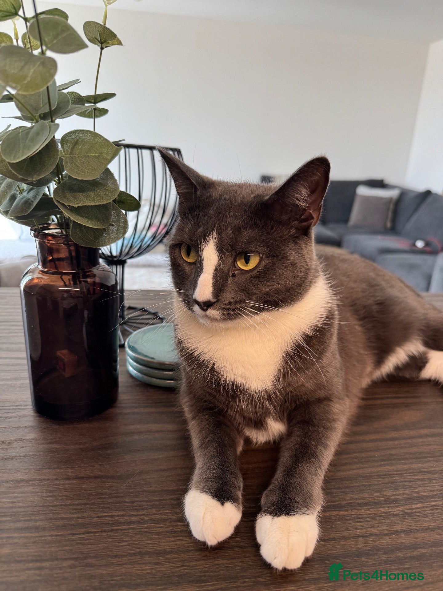 Mixed Breed cats Mushu - Advert 5