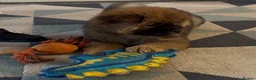 Chow Chow dogs for sale: K.c registered chow chow puppies - Advert 8