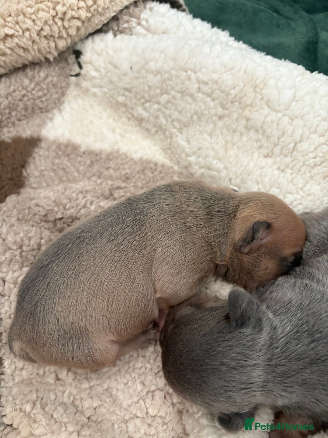 Mixed Breed dogs for sale: Frenglish puppies  - Image 9