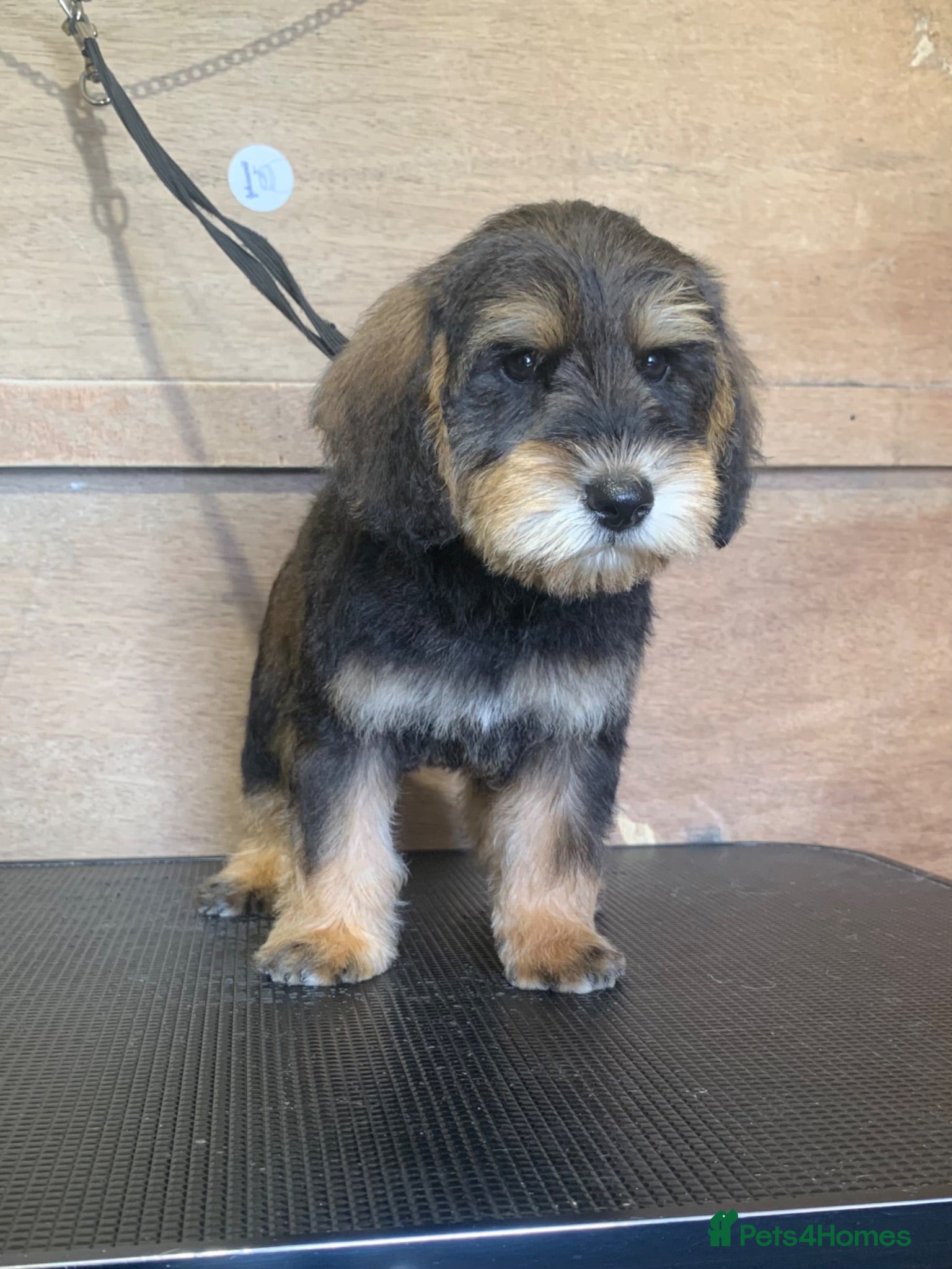 Schnoodle dogs The last boys ready to leave for their forever 🏡 - Advert 7