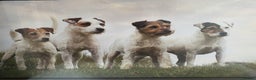 Parson Russell dogs for sale: Beautiful Parson female puppies - Advert 4