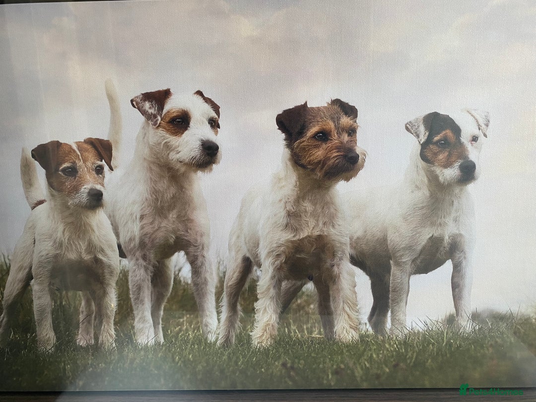 Parson Russell dogs for sale: Beautiful Parson female puppies - Advert 4
