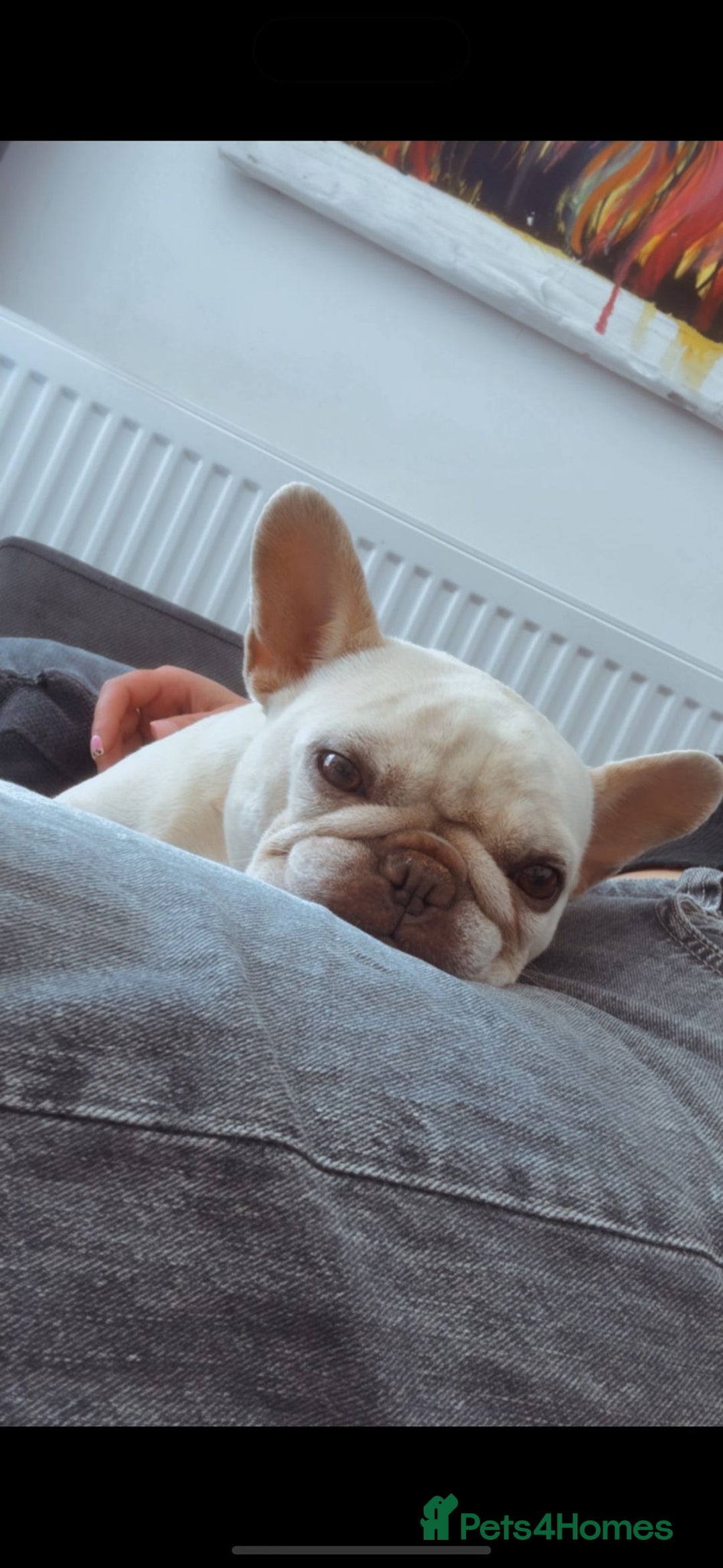French Bulldog dogs for sale: Pearl the Beautiful  - Advert 1