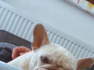 French Bulldog dogs Pearl the Beautiful - Advert 18