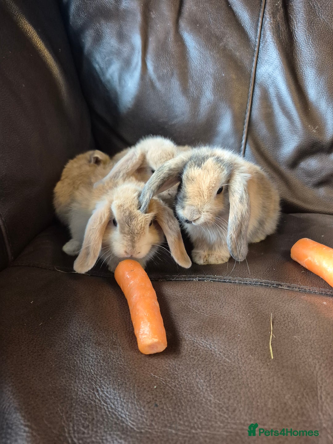 English Lop rabbits for sale: Holland lop baby rabbits  - Image 10