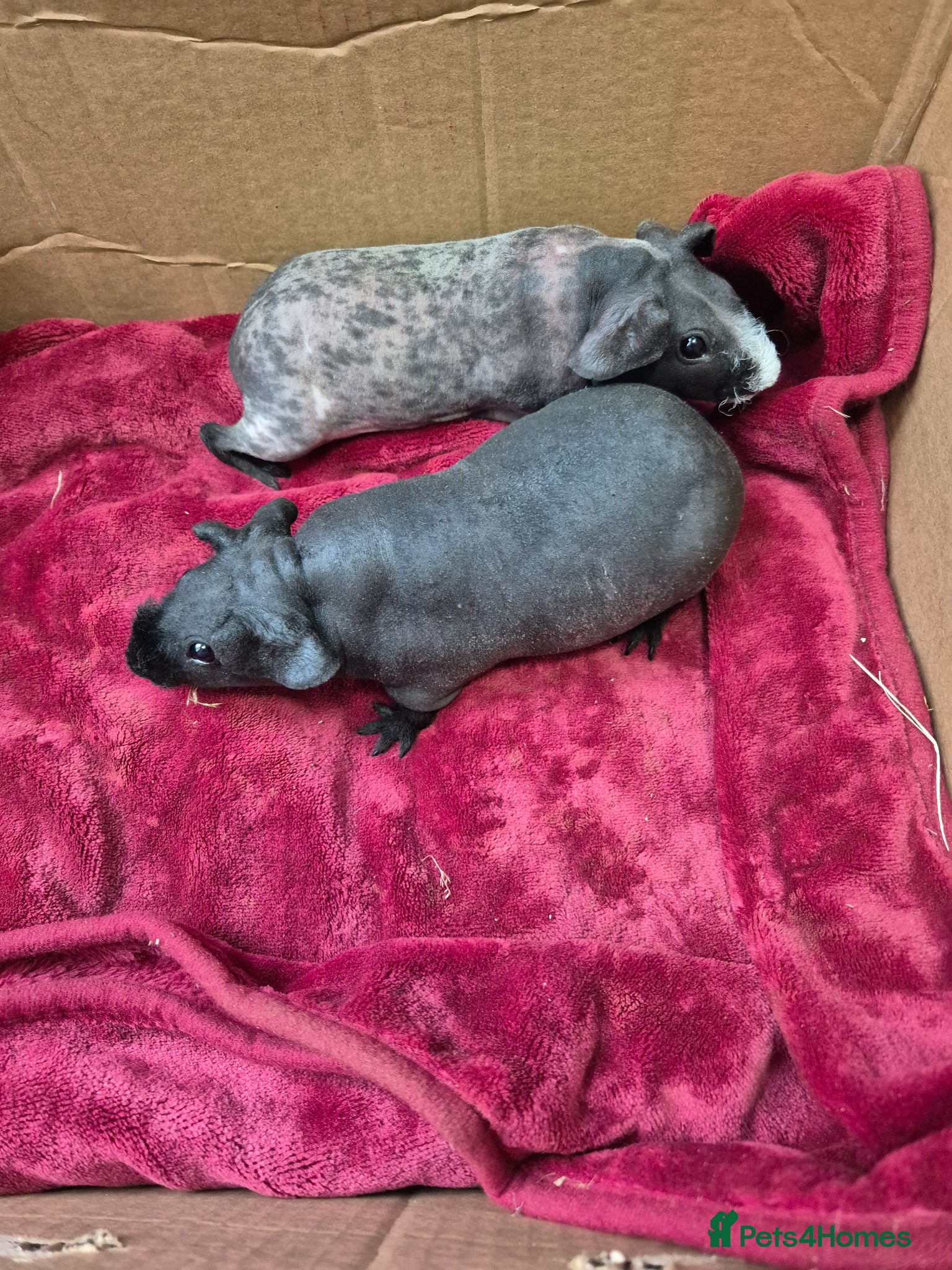 Guinea Pig rodents for sale: Pair of Baby Female Skinny Pigs For Sale  - Advert 1