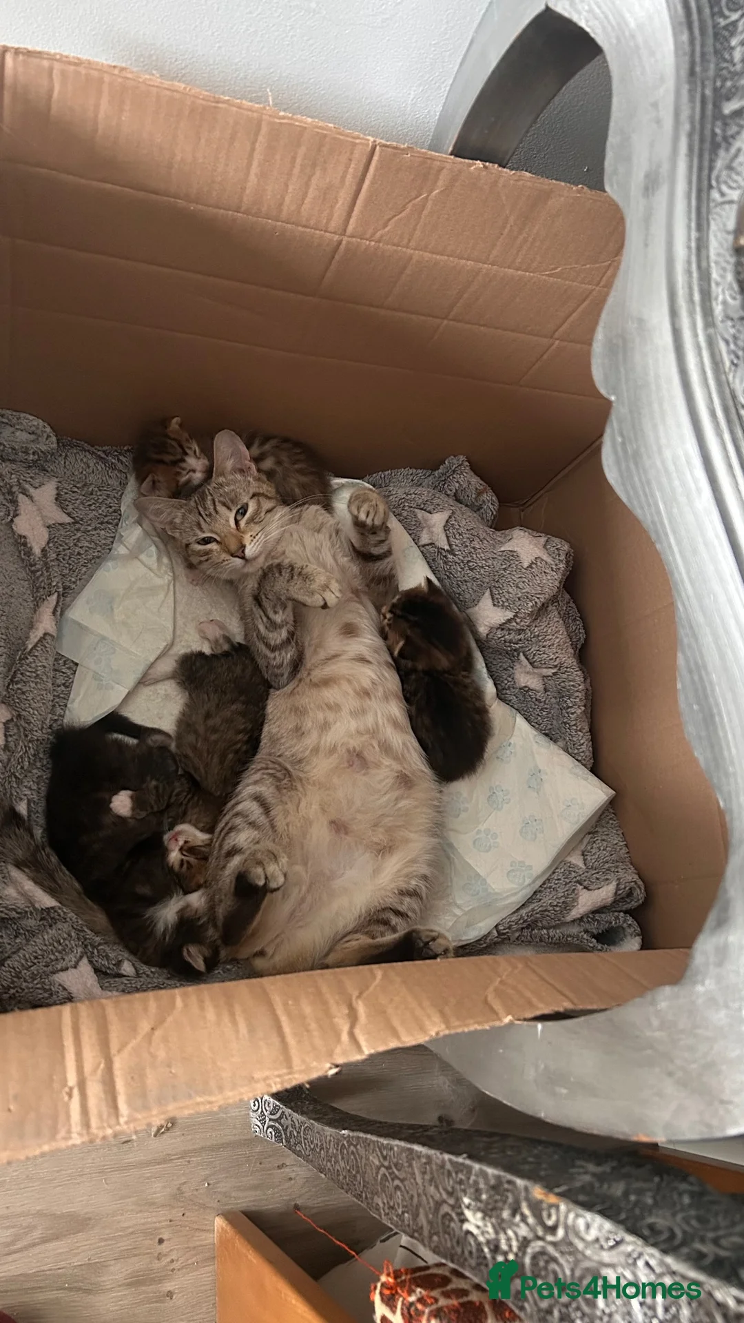 Bengal cats for sale: Bengal mix, 4 month baby boy  - Advert 1