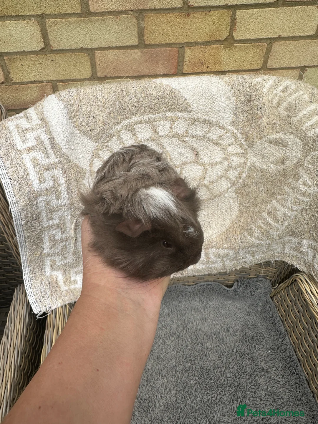 Guinea Pig rodents for sale: 2 long haired baby Peruvian boy guinea pigs. - Advert 15