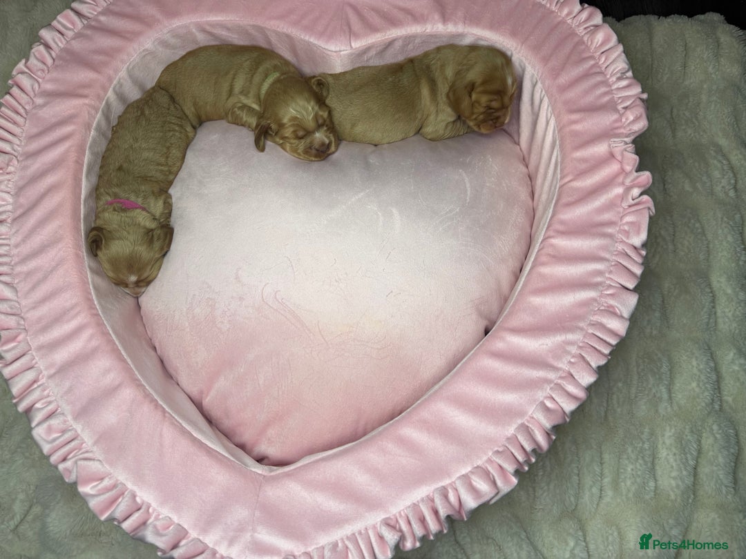 Cocker Spaniel dogs for sale: SHOW COCKER SPANIEL PUPPIES - FULLY HEALTH TESTED  - Advert 2