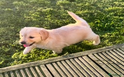 Golden Retriever dogs for sale: QUALITY GOLDEN RETREIVER PUPPIES - Image 9
