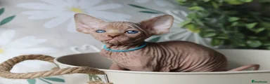 Sphynx Kitten 3