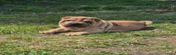 Shar Pei dogs for sale: Male shar pei for sale in Gateshead - Advert 4
