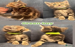 Siberian cats for sale: 2 super friendly beautiful loving boys - Image 4