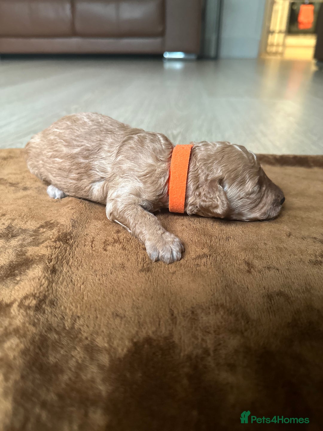 Toy Poodle dogs for sale: Red & black toy poodles  - Image 10