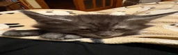 Maine Coon cats for sale: Maine Coon kittens ❤️❤️❤️❤️ in Colchester - Advert 6