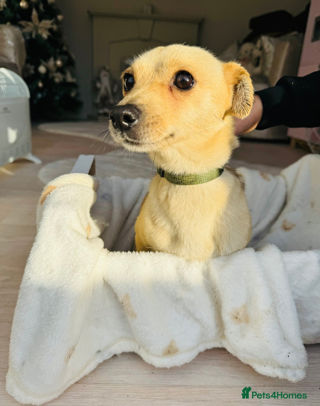 Patterjack dogs for sale: Beautiful patterjack puppies  - Advert 2