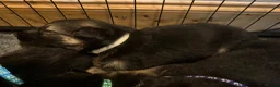 German Shepherd dogs for sale: 11 adorable bouncy German Shepard puppies  - Advert 20