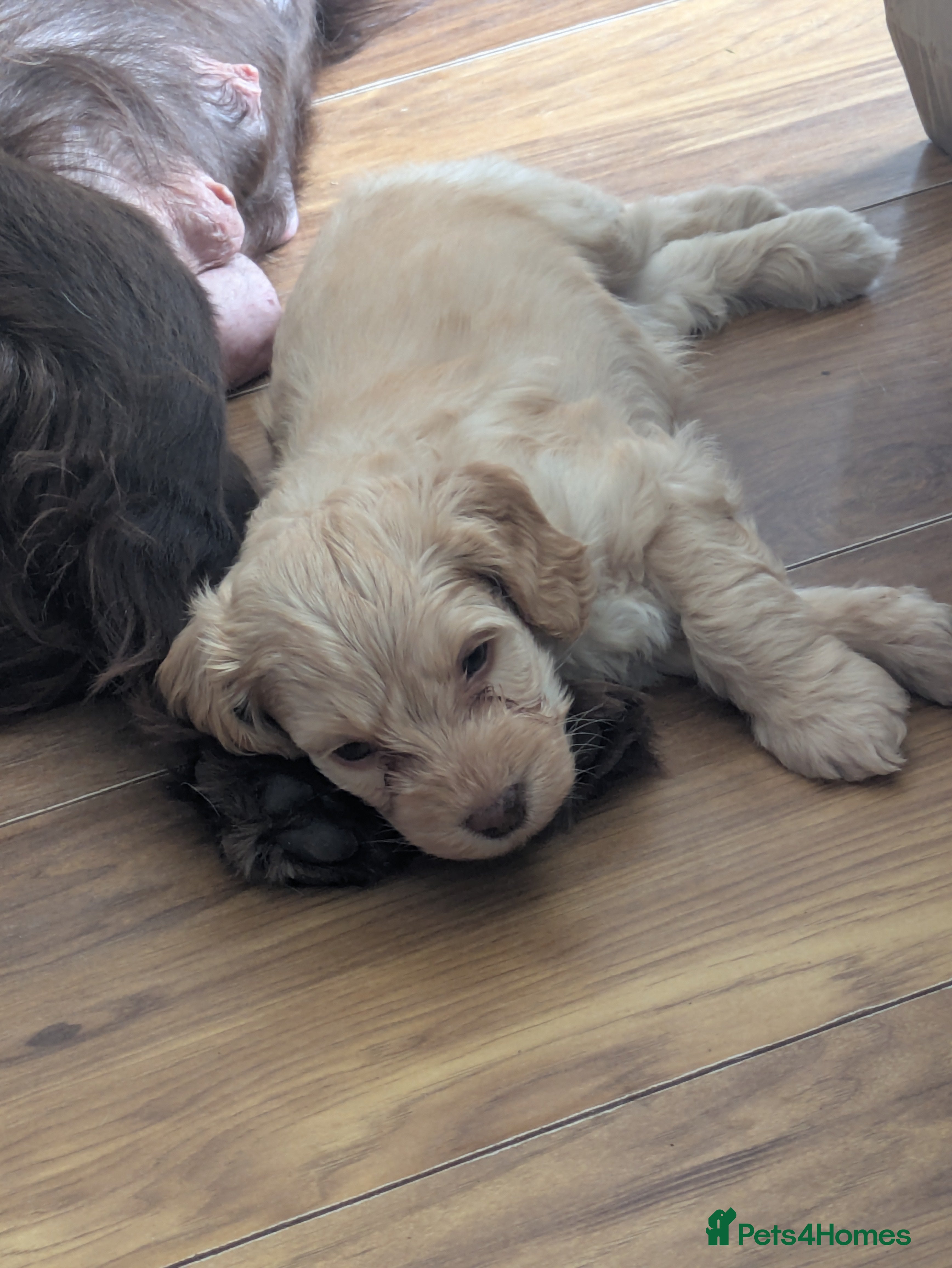 Cockapoo dogs GORGEOUS F1 COCKAPOOS  - Advert 2