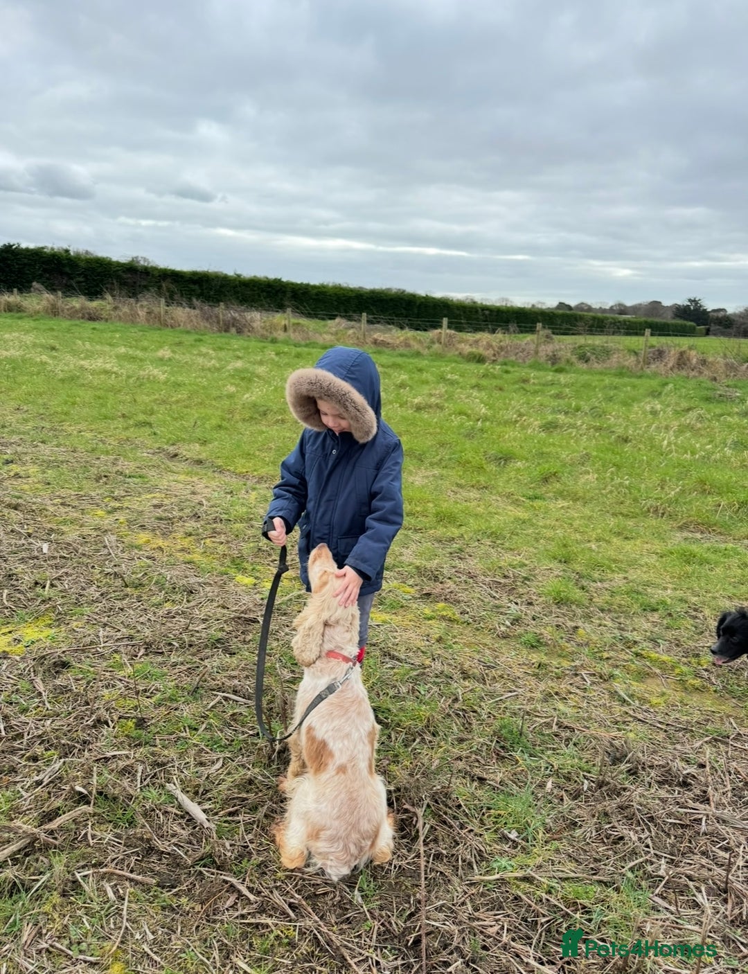 Cocker Spaniel dogs for sale: Our beloved Toffee  - Advert 6