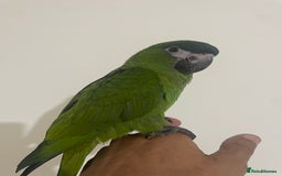Parrots birds for sale: SILLY TAME HAND REARED BABY HAHNS MACAW - Image 6