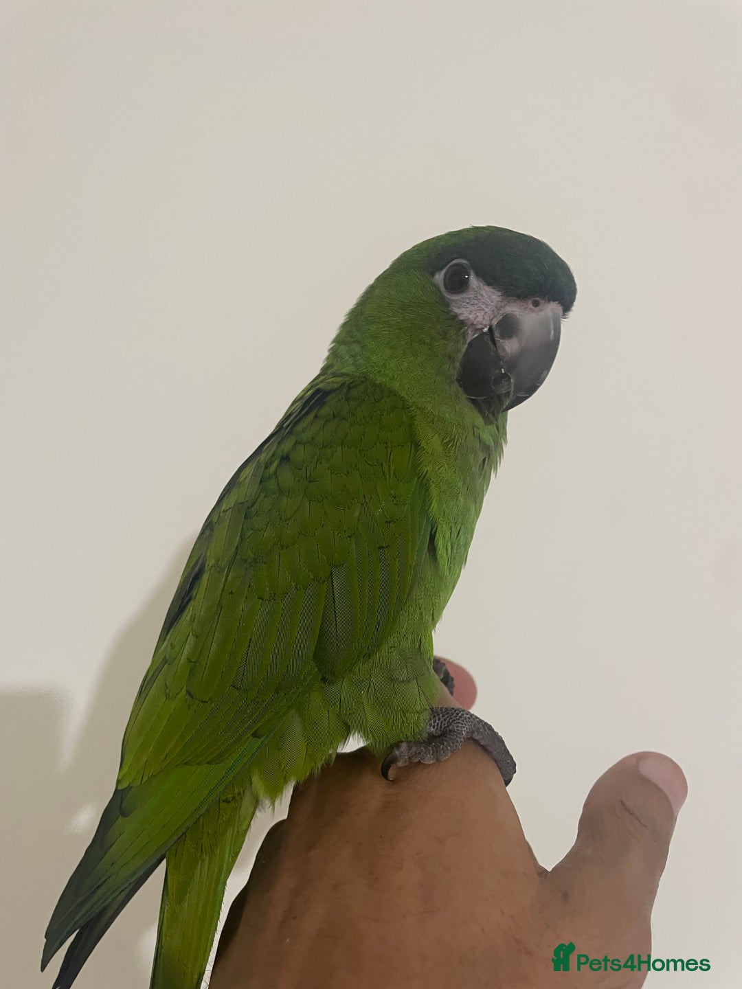 Parrots birds for sale: SILLY TAME HAND REARED BABY HAHNS MACAW - Image 6