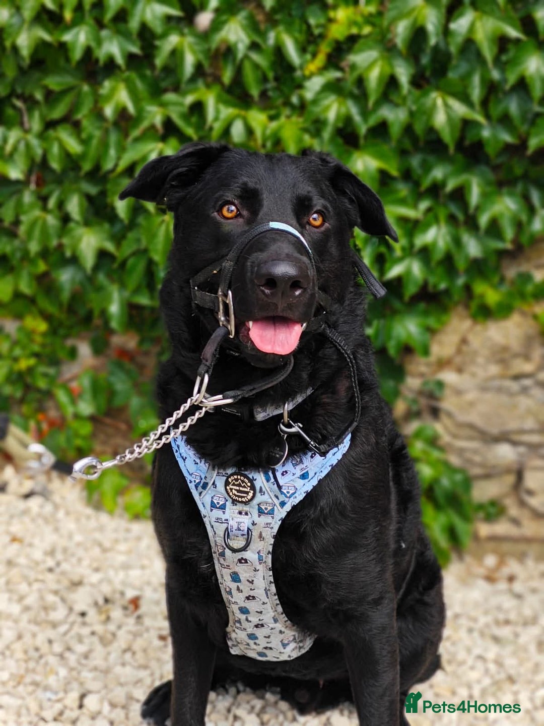 Mixed Breed dogs for adoption: Rocco - Image 7