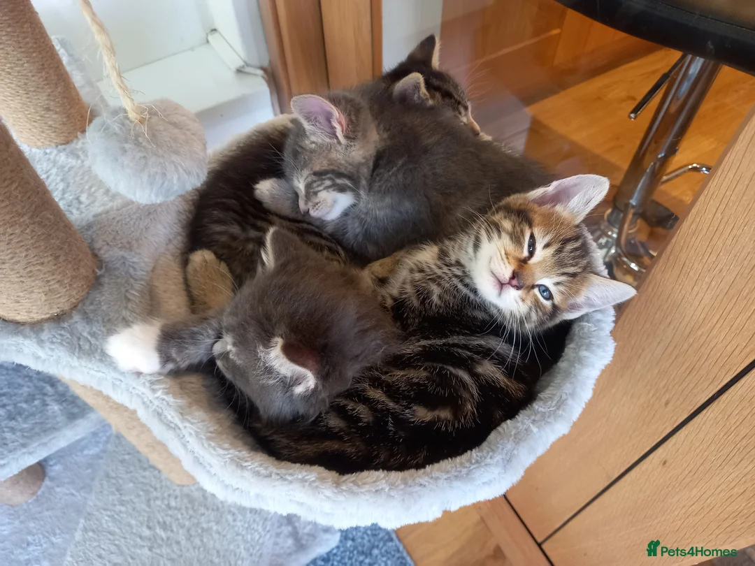 Mixed Breed cats for sale: Striking mixed breed kittens in Leamington Spa - Advert 2