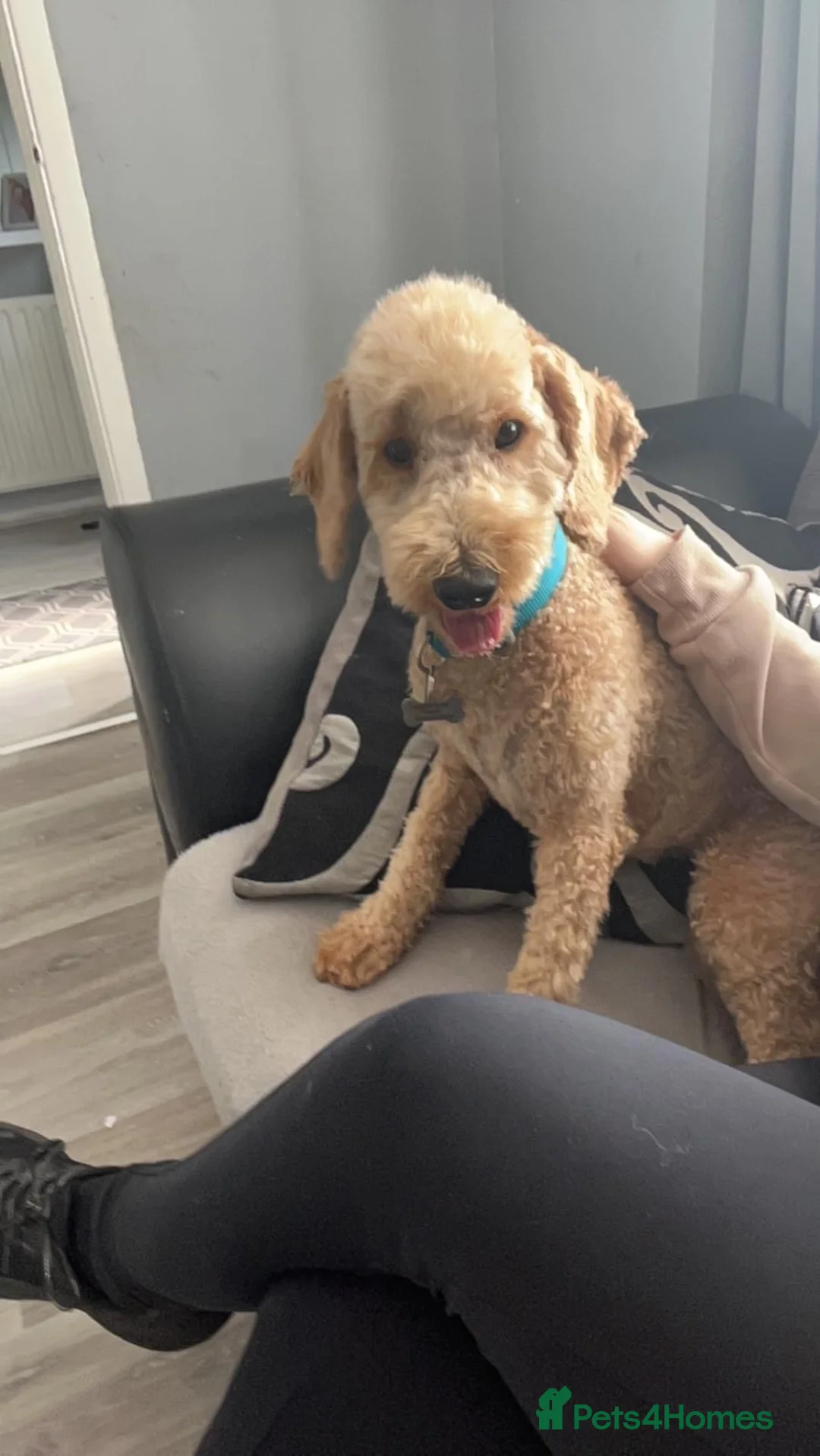 Cavapoo dogs for sale: 3 year old cavapoo  in Neston - Advert 1