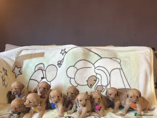 Labradoodle dogs Labradoodle Fox Red❤️ - Advert 2