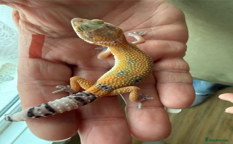 Leopard Gecko reptiles - Advert 12