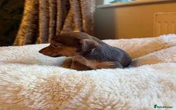 Jack Russell dogs for sale: Stunning Much Wenlock puppies  - Image 9