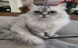British Longhair cats for sale: Chinchilla cat - Image 6