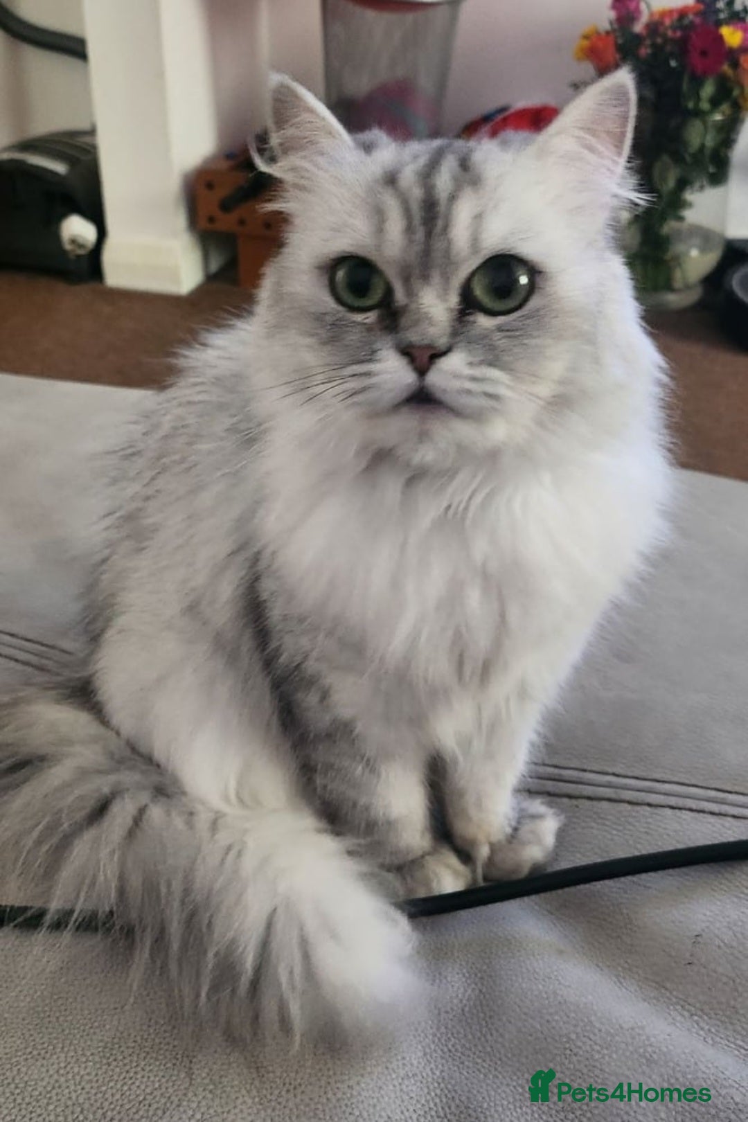 British Longhair cats for sale: Chinchilla cat - Image 6