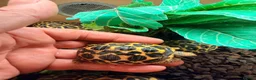 Tortoise reptiles for sale: Indian star tortoise  - Advert 6
