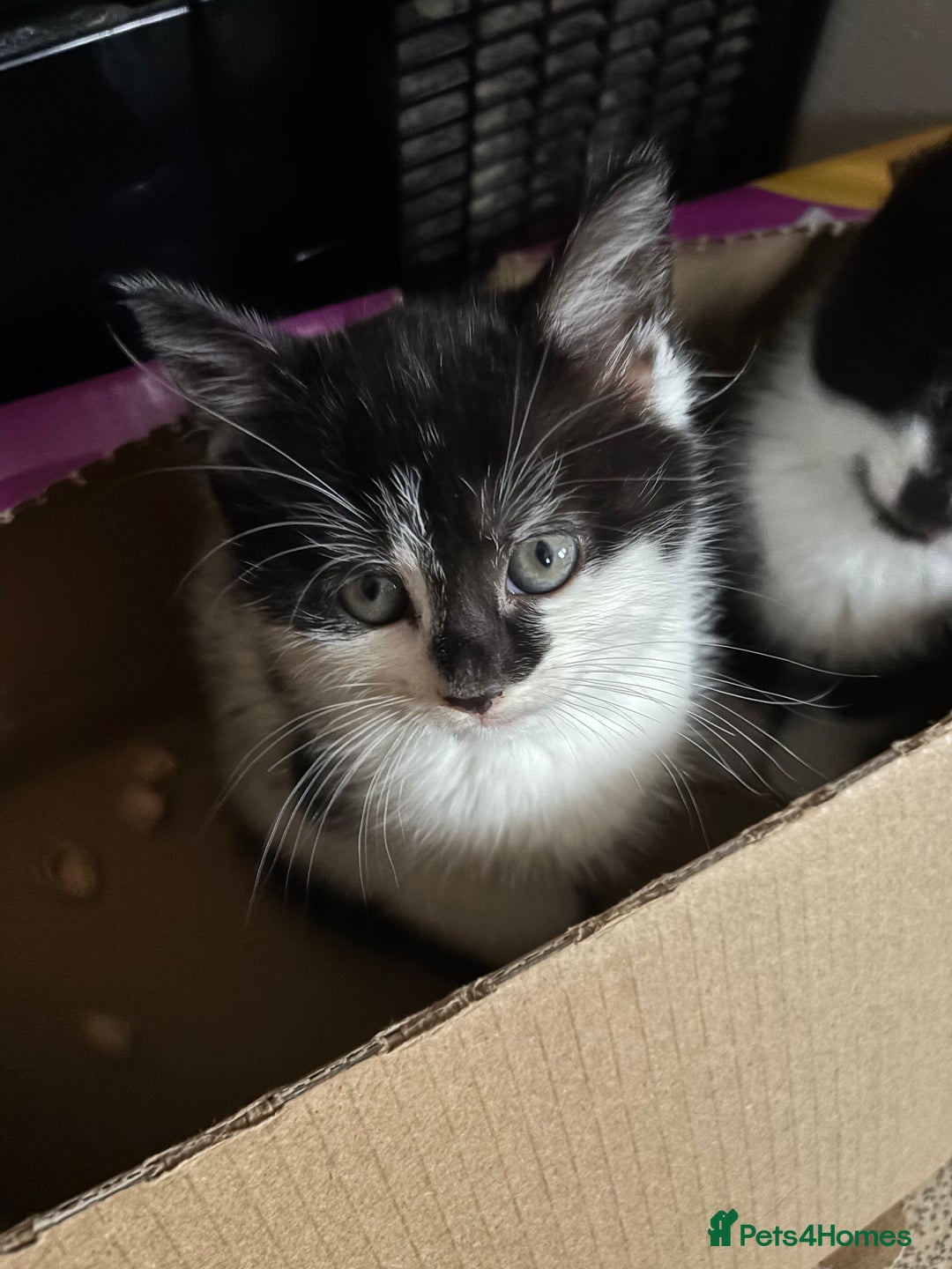 Mixed Breed cats for sale: Beautiful female - Image 1
