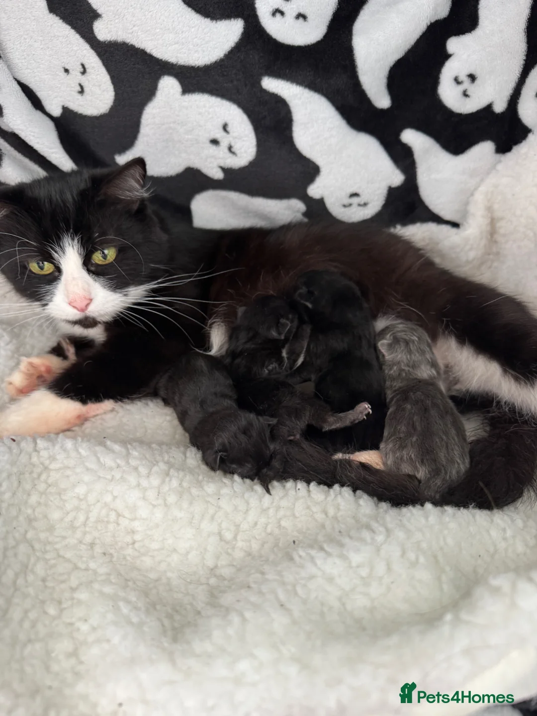 British Shorthair cats for sale: BSH cross kittens  - Advert 15