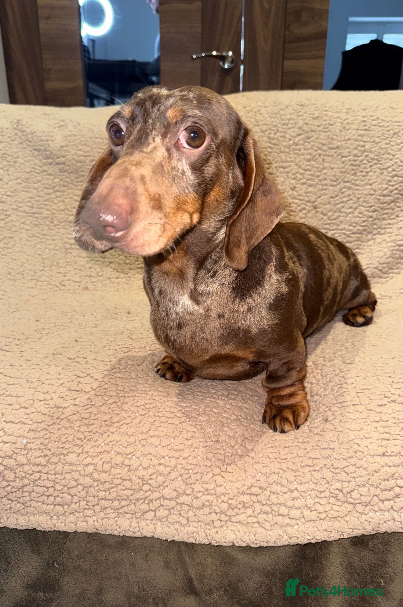 Miniature Dachshund dogs 💙Meet Archie, Our KC Chocolate Dapple boy 💙 - Advert 2