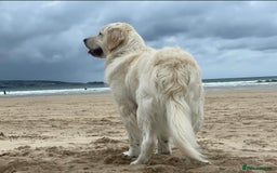 Golden Retriever dogs for sale: 9 week Golden retriever puppy - Image 9