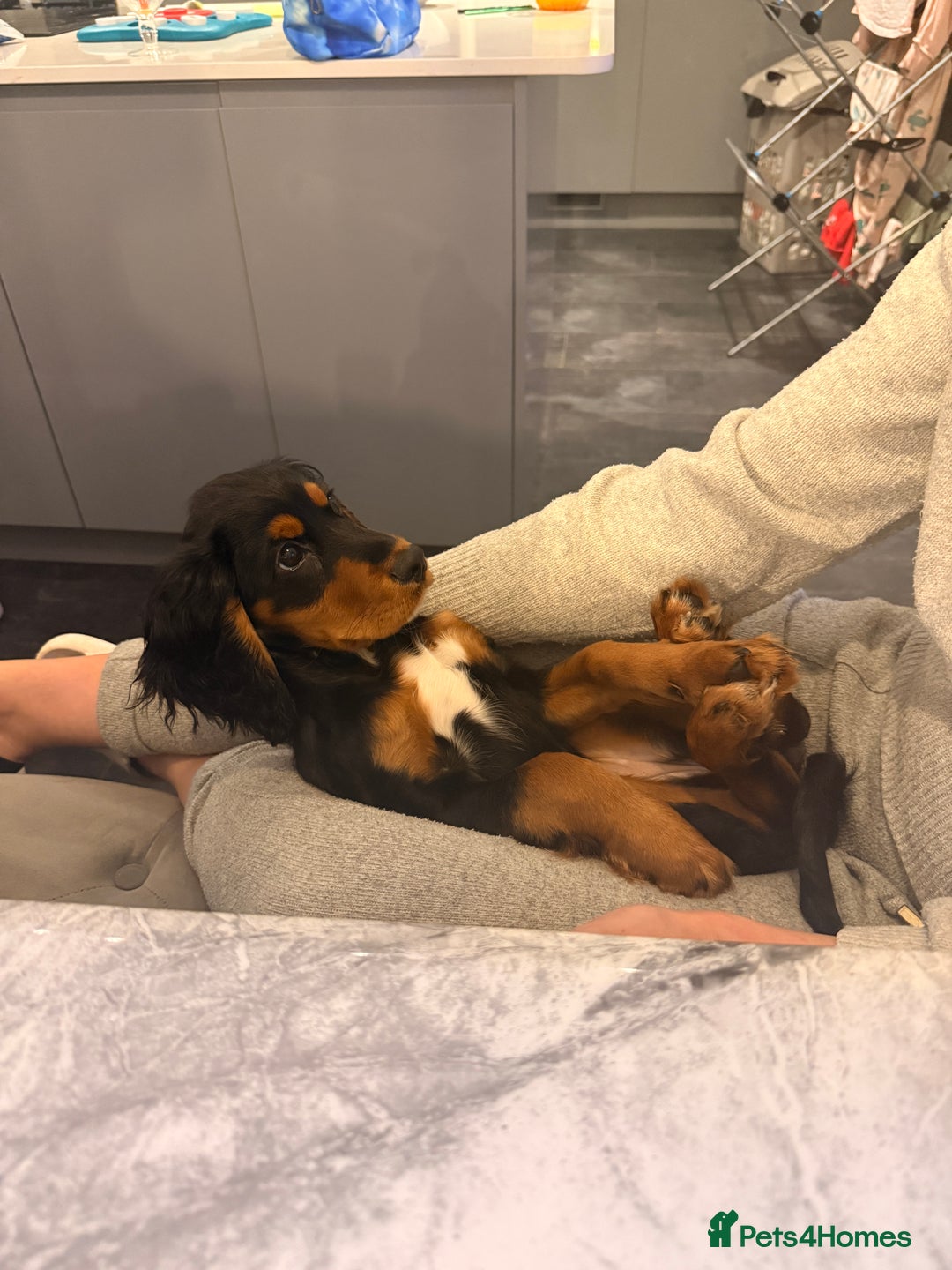 Sprocker dogs for sale: 5 month old female sprocker puppy for sale  - Advert 6