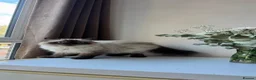 Himalayan cats for sale: 4-Year-Old Himalayan for sale!  - Advert 8