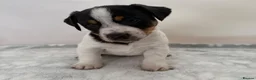 Jack Russell dogs for sale: Bred From Health Tested Parents - Advert 20