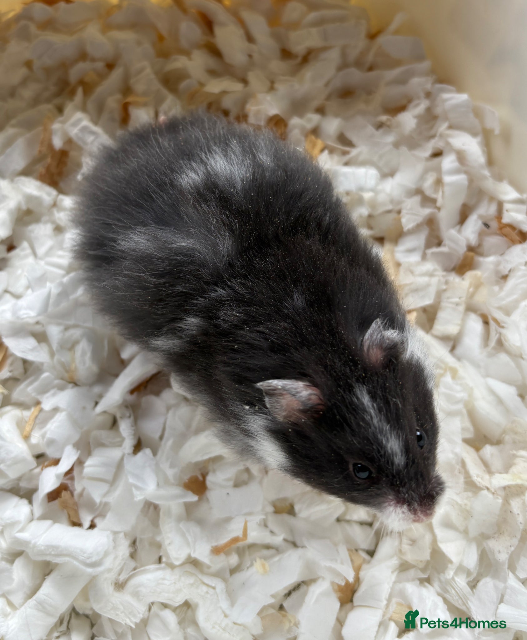 Hamster rodents Super friendly boy Syrian hamsters  - Advert 1