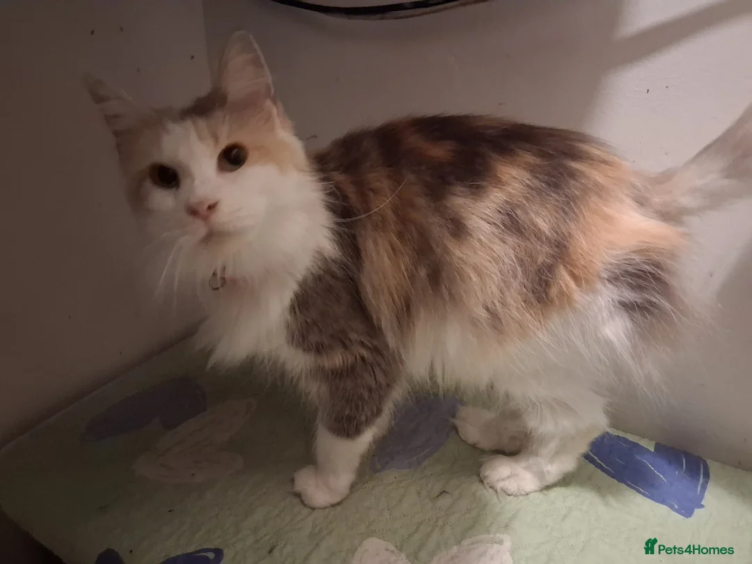 Maine Coon cats for sale: Mainecoon 3 years old - Advert 5