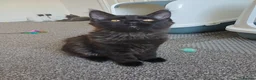 Maine Coon cats for sale: Maine coon kittens(pure breed) - Advert 8