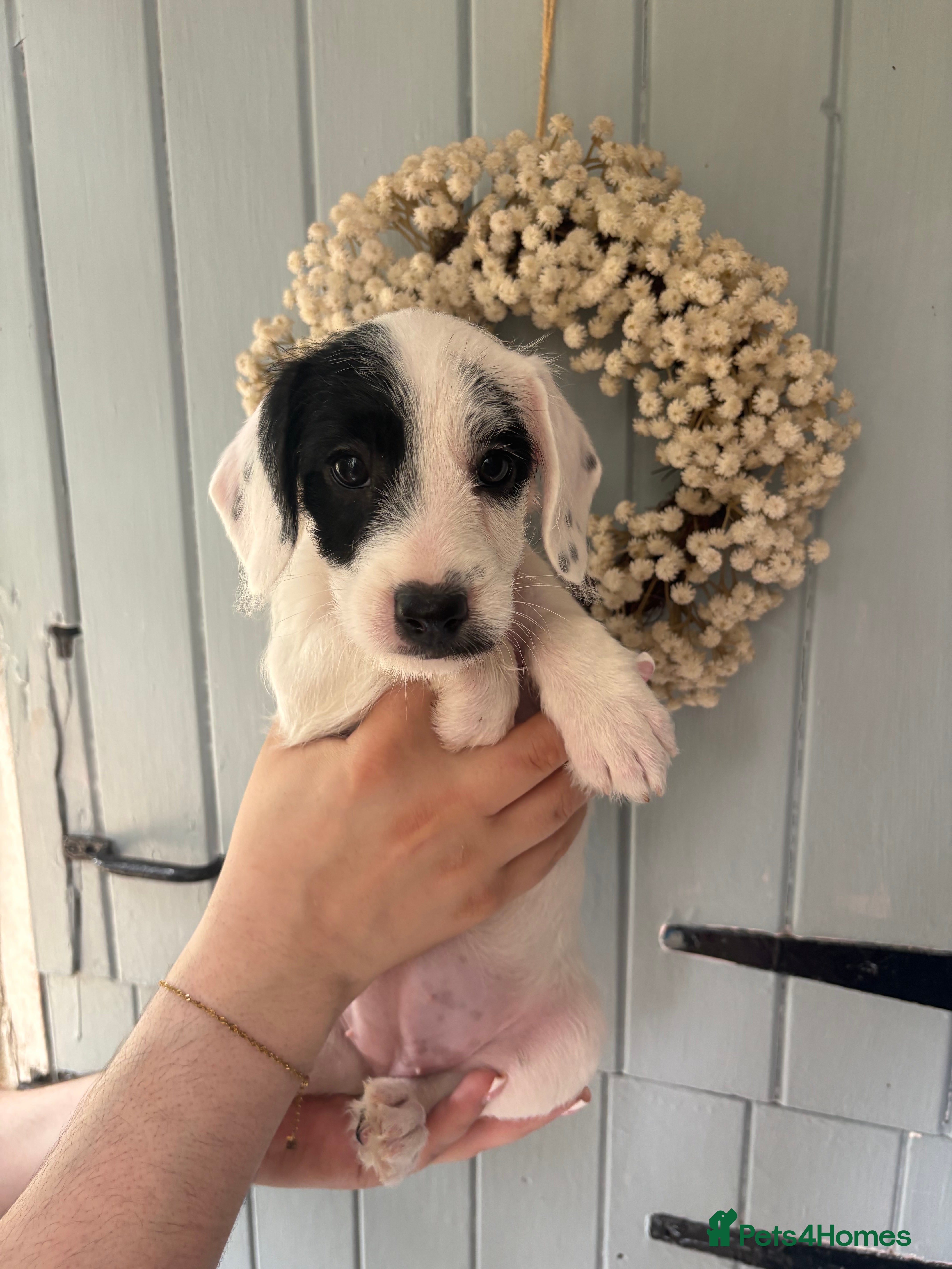 Mixed Breed dogs Miniature Poodle Cross Puppies – Family Raised - Advert 2