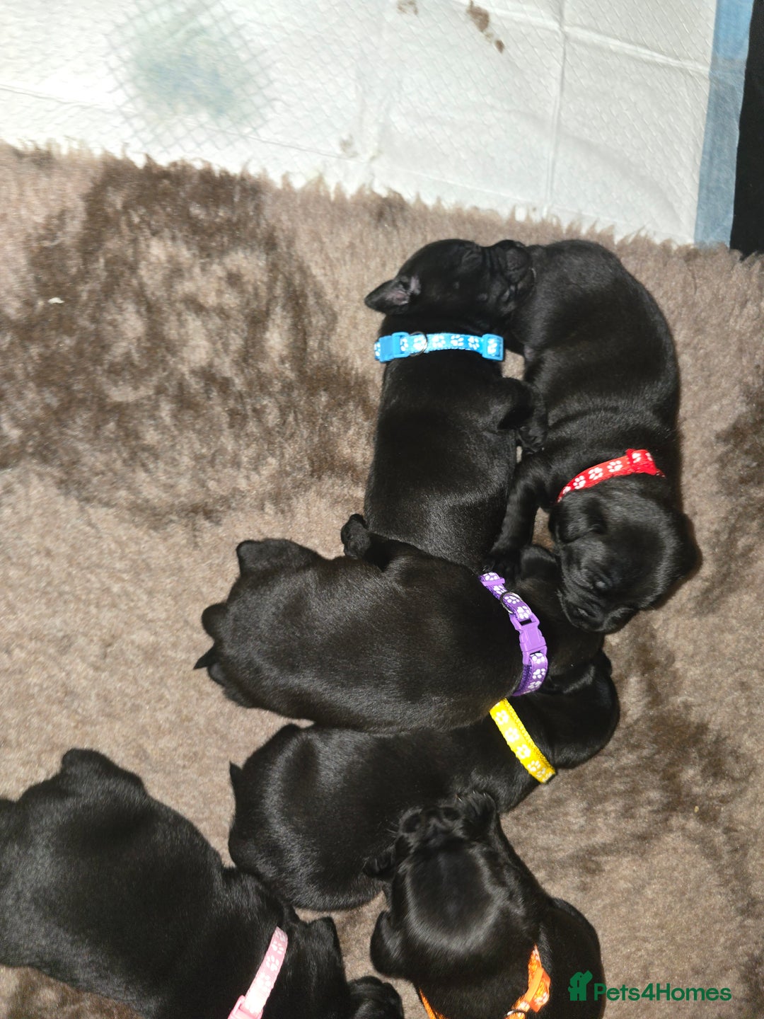 Staffordshire Bull Terrier dogs for sale: Kc registered Staffordshire bullterrier  - Advert 31