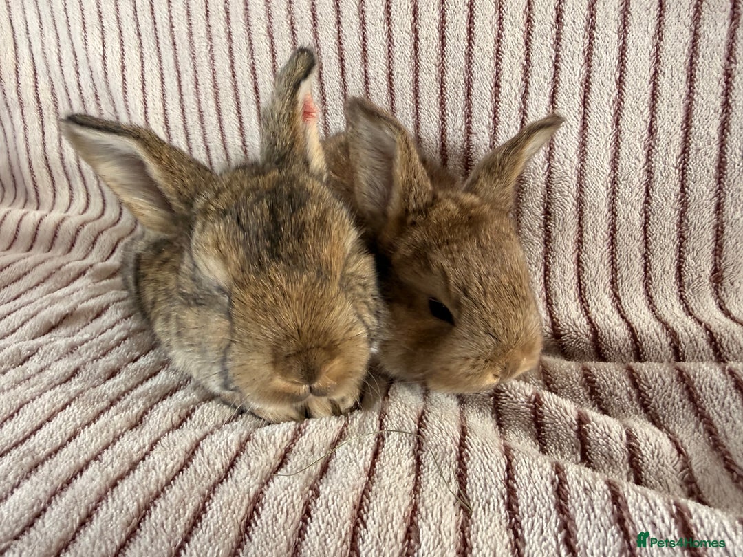 Mini Lop rabbits for sale: 8 Stunning babies! Mini lop x Giant French lop - Image 4
