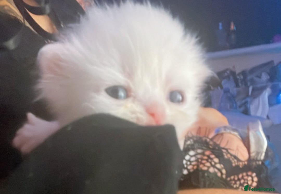 Persian cats for sale: ♥️🍃 ꨁ EXOTIC PERSIAN DOLL FACE KITTENS FOR SALE - Advert 8