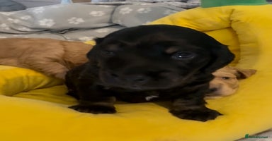 Mixed Breed dogs - Advert 15