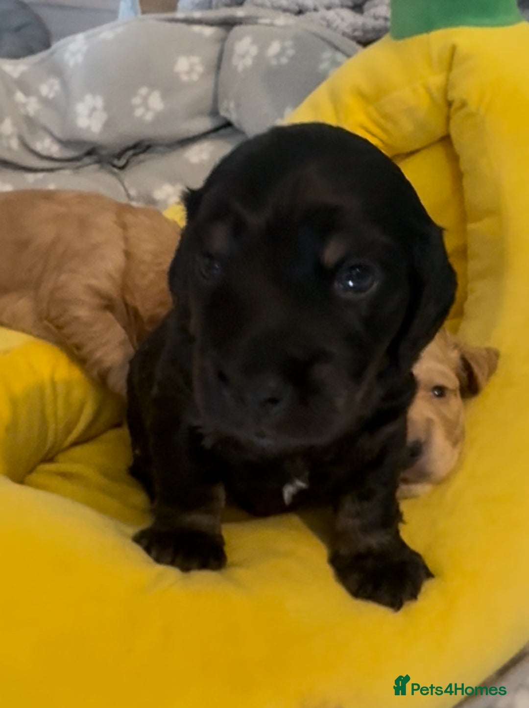 Mixed Breed dogs for sale: Show Cocker X Miniature dachshund Puppies - Image 4